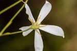 Shortleaf rose gentian